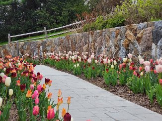 Paved walkway lined with blooming tulips in various colors alongside a stone wall and wooden fence.